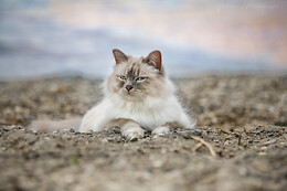 Ystelle photographie