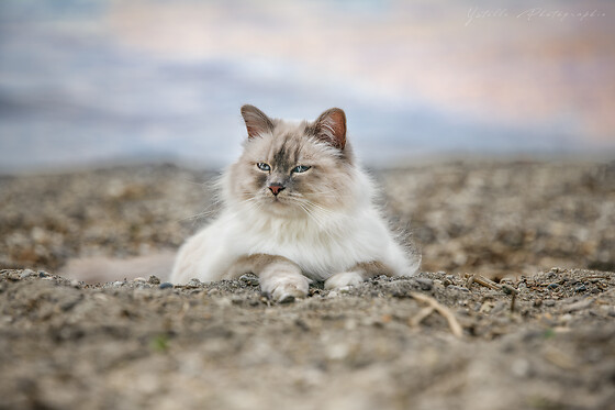 Ystelle photographie - photo 6