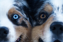 Ystelle photographie