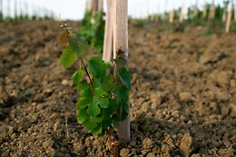 Domaine Plaisance Penavayre