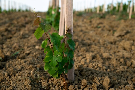 Domaine Plaisance Penavayre - photo 0