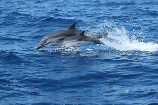 Croisière à la rencontre des dauphins et cétacés à Monaco (98)