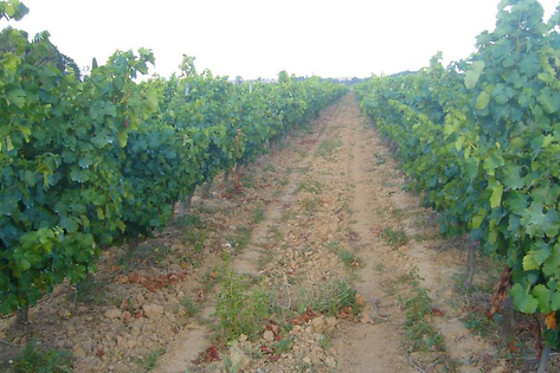 Domaine du Siestou - photo 20