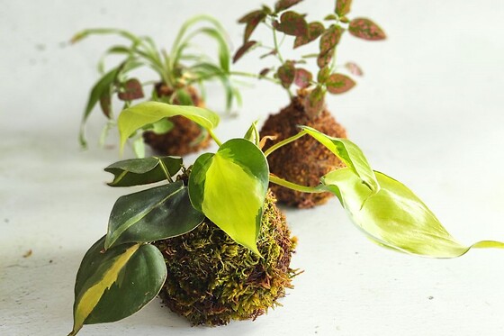 La Pousse Verte - photo 2