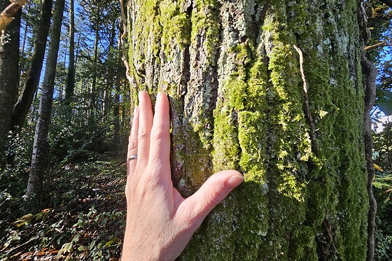 Sylvothérapie Bretagne - photo 4