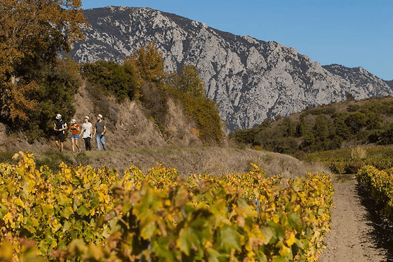 Escape Game dans les vignes à Saint-Paul (66)