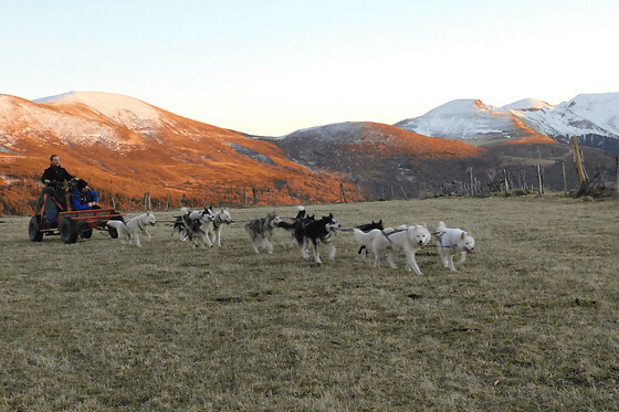 Baptême Kart à chiens près de Sancy (63)