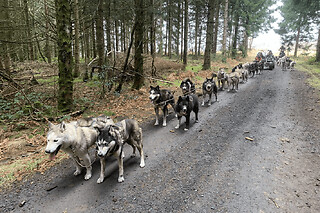 Baptême Kart à chiens près de Sancy (63)