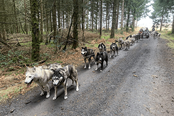 Baptême Kart à chiens près de Sancy (63)