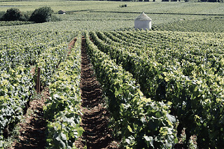 Dégustation de vins en Côte de Beaune (21)