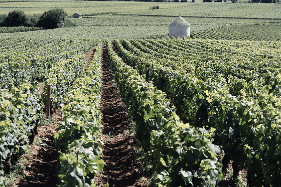 Dégustation de vins en Côte de Beaune (21)