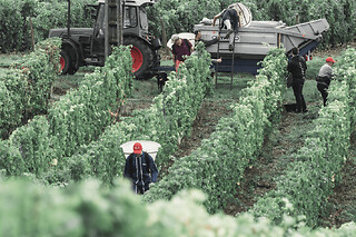 Visite découverte & dégustation au domaine P&B Couly (37)