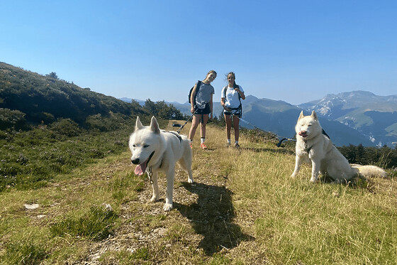 Cani-Rando dans la forêt du Bager à Oloron-Sainte-Marie (64) - Solo adulte - 2h