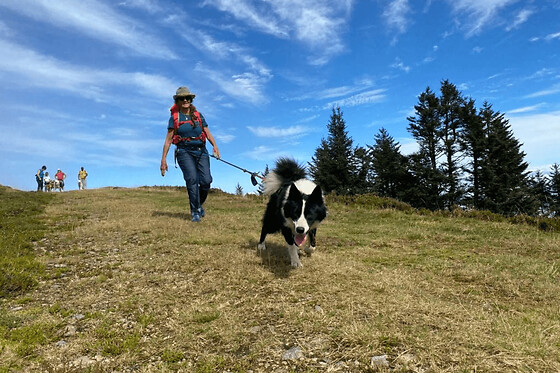 Cani-Rando dans la forêt du Bager à Oloron-Sainte-Marie (64) - Solo adulte - 2h