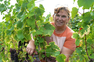 Osez les vins d’Alsace au féminin à Gueberschwihr (68)