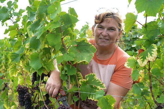Osez les vins d’Alsace au féminin à Gueberschwihr (68)