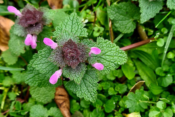 Découverte des plantes sauvages de la Coulée Verte
