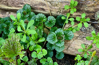 Découverte des plantes sauvages de la Coulée Verte
