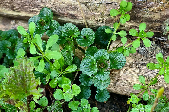 Découverte des plantes sauvages de la Coulée Verte