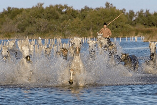 Excursion camargue et Aigues-Mortes depuis Montpellier (34)