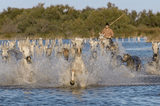 Excursion camargue et Aigues-Mortes depuis Montpellier (34)
