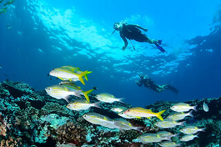 Plongée sur la barrière de corail de la Réunion depuis Saint-Leu - Plongée autonome