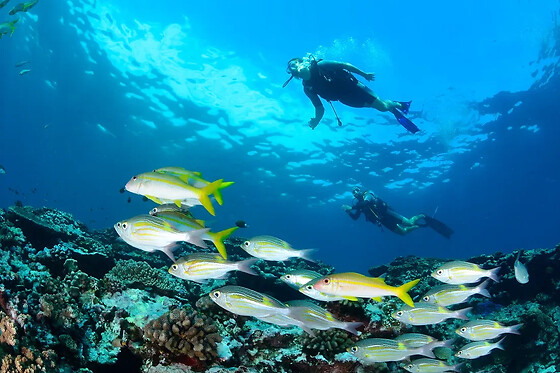 Plongée sur la barrière de corail de la Réunion depuis Saint-Leu - Plongée autonome