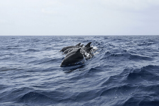 Journée en catamaran plongée et dauphins aux Anses-d'Arlet (972) - Tarif adulte -Catamaran et Snorkeling