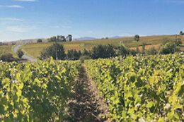 Domaine des Marrans