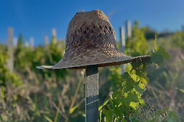 Domaine des Marrans
