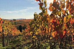Domaine des Marrans