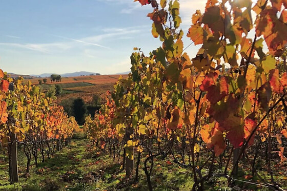 Domaine des Marrans - photo 3