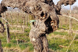 Cantina Turus