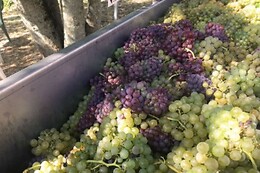 Domaine Vayssette