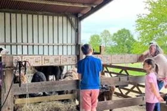 Visites immersives de troupeau de lamas près de Tours (37)