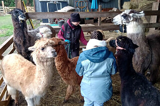 Visites immersives de troupeau de lamas près de Tours (37)