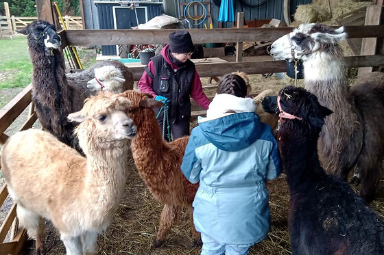 Visites immersives de troupeau de lamas près de Tours (37)