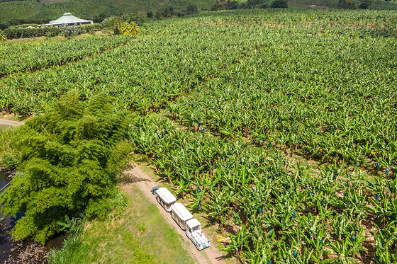 Visite exploitation bananière en petit train en Martinique (97) - Billet Adulte