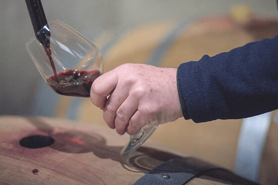 Balade immersive dans les vignes de Jouvente à Illats (33)