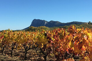 Balade œnotouristique sur le terroir du Pic Saint-Loup (34)
