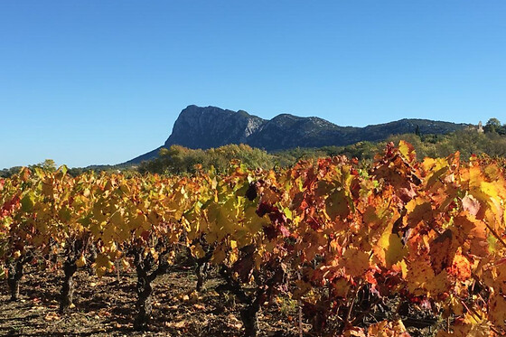 Balade œnotouristique sur le terroir du Pic Saint-Loup (34)