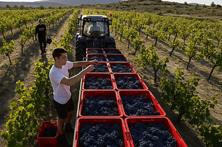 Visite & dégustation de vins au domaine de la Selve (07)