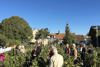 Visite & dégustation de Chablis au domaine Davenne à Auxerre