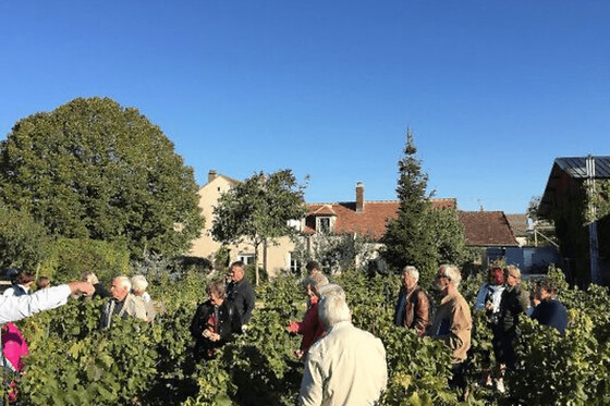 Visite & dégustation de Chablis au domaine Davenne à Auxerre