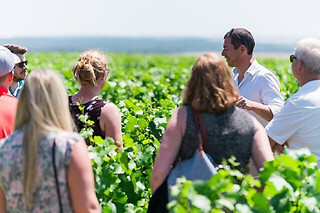 Visite & dégustation de Chablis au domaine Davenne à Auxerre