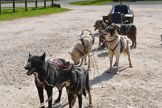 Baptême Kart à chiens à Soudat (24)