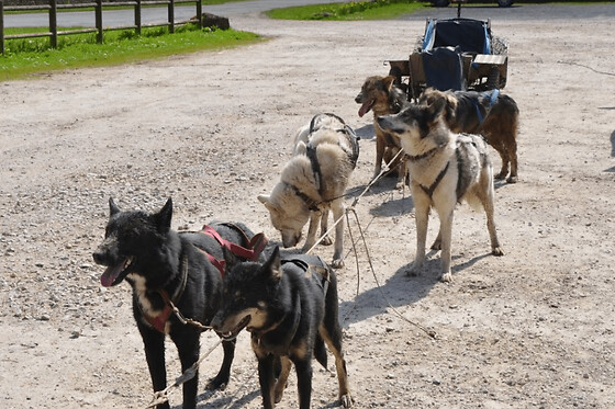 Baptême Kart à chiens à Soudat (24)