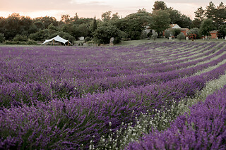 Visite champ de lavande Terre Ugo à Aix-en-Provence (13)