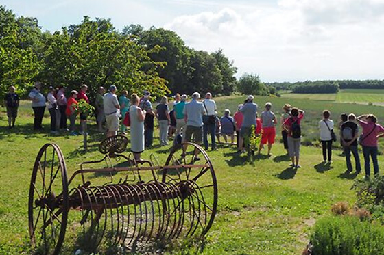 Visite découverte de la lavande proche de Montélimar (26)