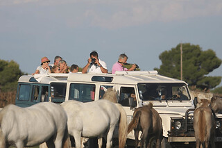 Safari photo en 4x4 depuis Aigues-Mortes (30)